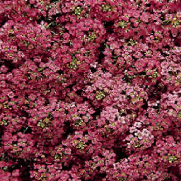 Alyssum Easter Bonnet Deep Rose Flower Annual 50 Seeds